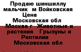 Продаю шиншиллу, мальчик. м.Войковская › Цена ­ 2 000 - Московская обл., Москва г. Животные и растения » Грызуны и Рептилии   . Московская обл.